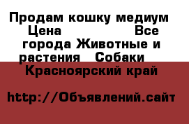 Продам кошку медиум › Цена ­ 6 000 000 - Все города Животные и растения » Собаки   . Красноярский край